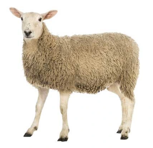 Qurbani Lamb