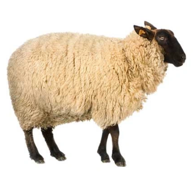 Qurbani Sheep