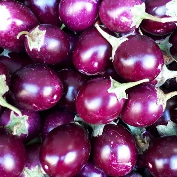 Round Brinjals / aubergine
